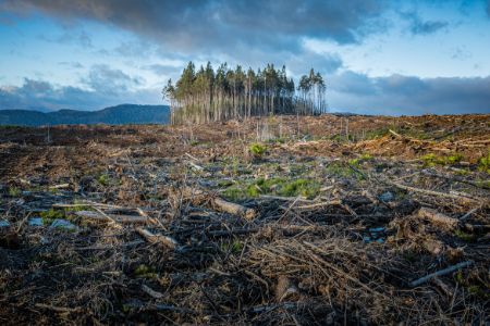 deforestation devastation