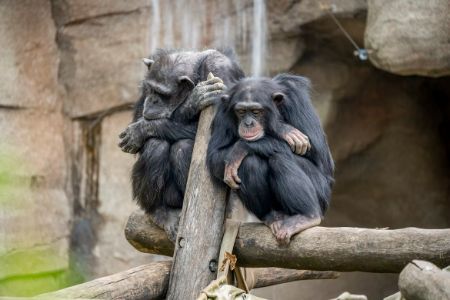 despondent chimps