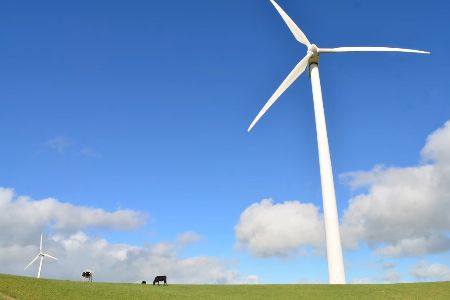 windfarm & cows