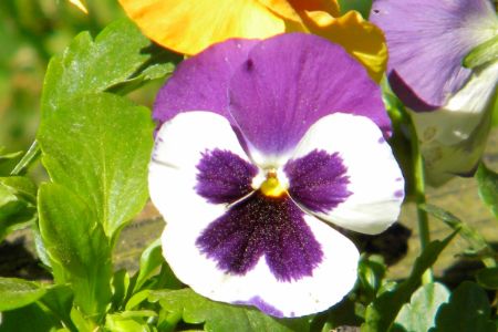 purple & white pansy flower