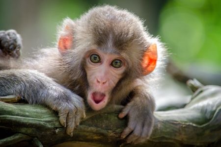 monkey with shocked expression