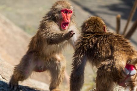 monkeys fighting