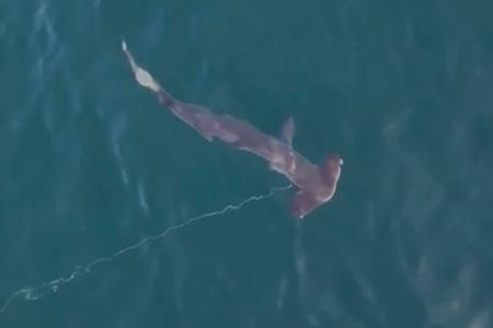 shark app drone footage of hammerhead shark caught on a drumline