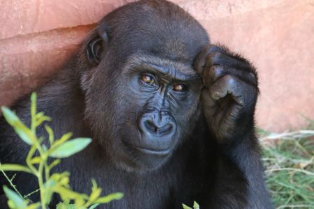 contemplative gorilla