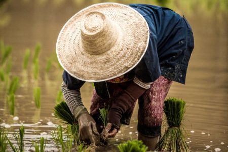 rice paddy tending